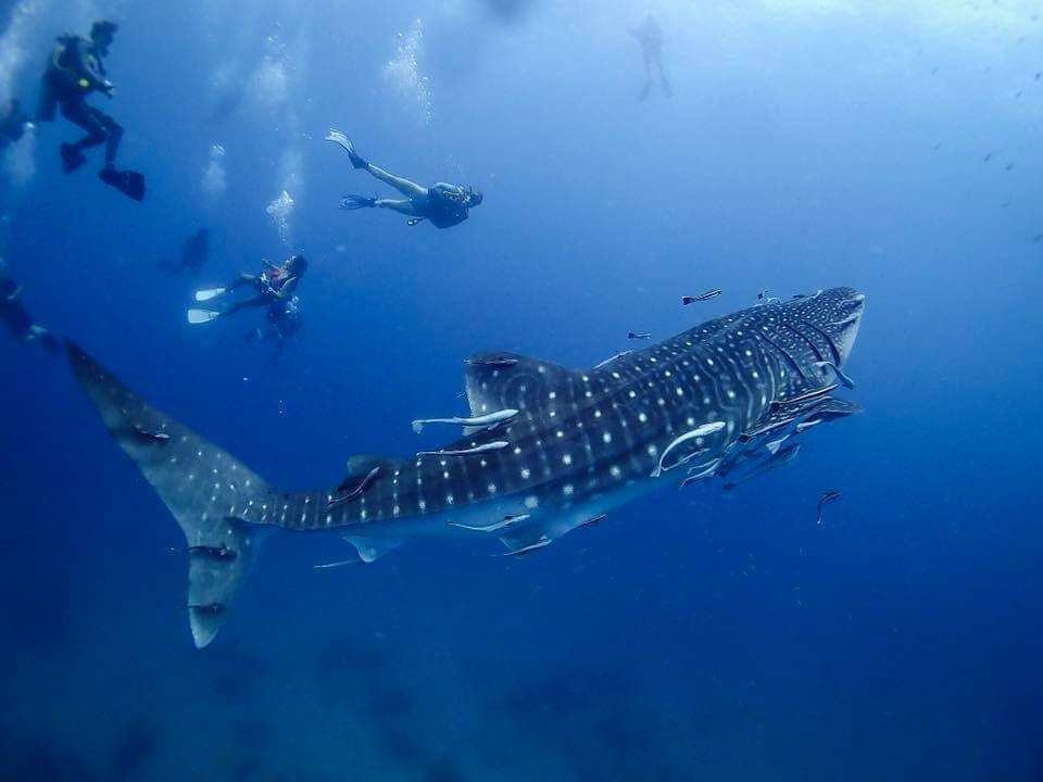 Walhai - Bans Diving Resort